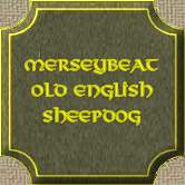 Allevamento Bobtail  Merseybeat / Merseybeat OES Kennel